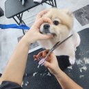 유지네 애견미용샵 이미지