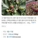 함평무화과 푸르미