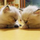 나비캐터리 이미지