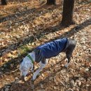 휘게 펫케어 이미지