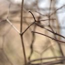 얇은잎고광나무 겨울눈.수피 이미지