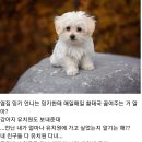 언니랑개 이미지
