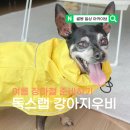 강아지 우비 추천 장마철 산책 독스랩 소형견 비옷 솔직후기