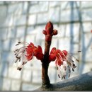 설탕단풍나무 꽃/3월 [아파트에서] 이미지