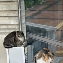 비중리 석조광배 이미지