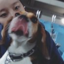2017-06-03 신혼일기 육아일기 반려견일기 유비이야기 비글 엄마가주는생일선물 남편이주는귀여운선물