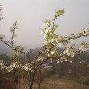 배나무농장 이미지