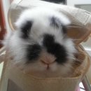 토군 이미지