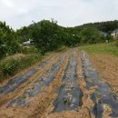 지축농장 이미지