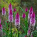 여우꼬리 이미지