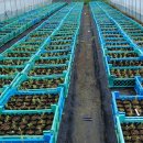 대환농장 이미지