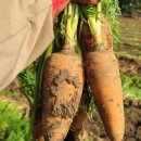 구좌친환경당근영농조합법인 이미지