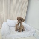 멍빨털빨 이미지