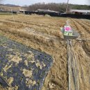 강철농장 이미지