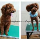 강변애견미용호텔 이미지