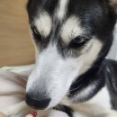 휴먼아이케어 이미지