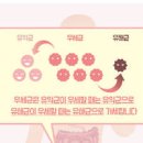 비피더스 장내 세균 유익균 유해균 종류 생유산균 이미지