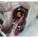 더바름동물병원 이미지