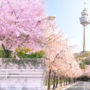 "봄이 왔나 봄"... 꼭 가야하는 전국 대표 봄 꽃 축제 TOP3 이미지