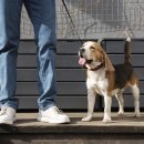 강아지 켄넬 이미지