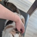 냥이파파