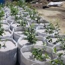 영호네농장 | 블루베리 신품종 구매했습니다-블루레이디, 블루퀸