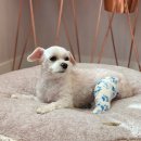 메르시동물병원 이미지