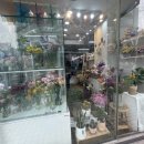 펠리즈플로