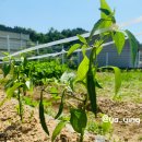 시고르하우스 이미지