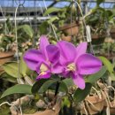 Cattleya nobilior 'Atlantis' AM/JOS '아틀란티스 ' 이미지