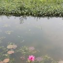 의왕 왕송호수 늪지 연꽃 이미지