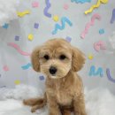 댕댕미장원 이미지