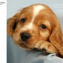 꼬꼬마 강아지 이미지