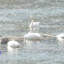 팔당댐 하류에 모여있는 천연기념물 제201-2호 큰고니(Whooper Swan). 이미지