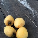 새들민박 이미지