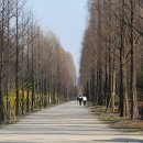 중앙로 메타세콰이아길 이미지