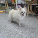 똥강아지 애견샵 이미지