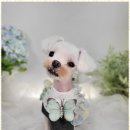 즐거운애견미용실 이미지