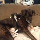 야옹이와 멍멍이 이미지