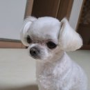 다정하개 이미지