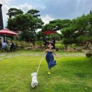 태인 애견 이미지