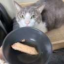 주식회사 드림펫푸드 네이버블로그