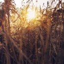 인생갈비 이미지