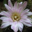 구로-구로-구로-837 이미지