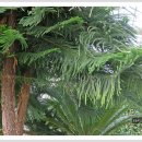 아라우카리아 [norfolk island pine] 이미지