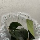 예진꽃농원 이미지