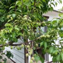 2015년 5월 17일(일) 사과 열매를 쏙고 논두렁 벌초를 하다 이미지