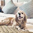 펫 프렌들리 호텔 이미지