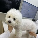동물의료센터24인치 네이버블로그