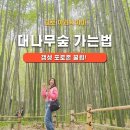 길치고개길 | [일본 교토] 아라시야마 대나무숲 가는 법❗ 포토존 추천,도게츠교 건너면 길 못 나와요!